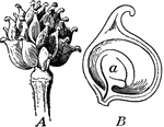 "Akenes of a buttercup. A, head of akenes; B, section of a single akene. a, seed." -Bergen, 1896
