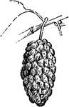 A mulberry.
