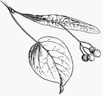"Fruits of Linden, with a bract joined to the peduncle and forming a wing." -Bergen, 1896