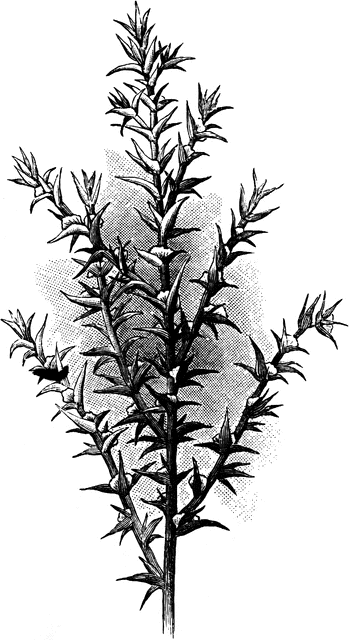Russian Thistle | ClipArt ETC