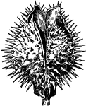 "Fruits adapted for dispersal by the shaking action of the wind: jimson weed (Datura)." -Bergen, 1896