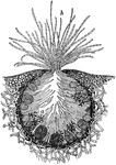 "Transverse section of conceptacle of a rockweed (Fucus platycarpus). h, hairs; a, antheridia; o, oogonia." -Bergen, 1896