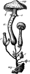 "A mushroom (Agaricus melleus). my, mycelium; c, c', c'', young 'buttons'; st, stipe or stalk; r, ring; g, gills." -Bergen, 1896