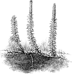 "Plant of Lycopodium (L. annotinum)." -Bergen, 1896