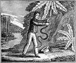 Conflict with a rattlesnake. Caption below illustration: "The snake when about a yard distant, made a violent spring. Jervas caught it in his right hand, directly under his head. He squeezed it with all his power. Its eyes almost started out of its head. It lashed its body on the ground, at the same time rattling loudly."