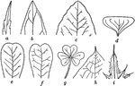 "Tips of leaves. a, acuminate or taper-pointed; b, acute; c, obtuse; d, truncate; e, retuse; f, emarginate or notched; g (end leaflet), obcordate; h, cuspidate, - the point sharp and rigid; i, mucronate, - the point merely a prolongation of the midrib." -Bergen, 1896