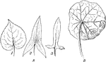 "A, Shapes of bases of leaves; B, Peltate leaf of Tropaeolum. 1, heart-shaped; 2, arrow-shaped; 3, halberd-shaped." -Bergen, 1896