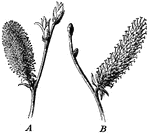 "Catkins of willow. A, staminate flowers; B, pistillate flowers." -Bergen, 1896