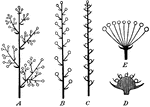 "Diagrams of inflorescence. A, panicle; B, raceme; C, spike; D, head; E, umbel." -Bergen, 1896