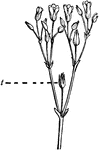 "Compound cyme of mouse-ear chickweed. t, the terminal (oldest) flower." -Bergen, 1896