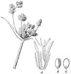 "Inflorescence, flower, and seed, of a sedge. (Great Bulrush, Scirpus lacustris.) A, magnified flower, surrounded by perianth of hypogynous bristles; B, the seed; C, section of the seed, showing the small embryo enclosed in the base of the endosperm." -Bergen, 1896