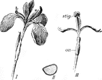 "Iris. I, flower; II, seed, longitudinal section; III, flower with outer segments of perianth removed; stig., stigma, ov., ovary." -Bergen, 1896