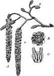 "Alnus glutinosa. A, a flowering twig; s, staminate catkins; p, pistillate catkins; B, a group of staminate flowers, enlarged; C, two pistillate flowers, enlarged." -Bergen, 1896