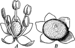 "Chenopodium. A, flower; B, fruit." -Bergen, 1896