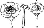 "Euphorbia corollata. A, flower-cluster with involucre, the whole appearing like a single flower; B, a single staminate flower; C, immature fertile flower, as seen after the removal of the sterile flowers; i, involucre; s, stigmas." -Bergen, 1896