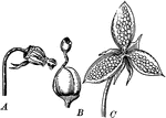 "Viola tricolor. A, stamens and pistil; B, pistil with stamens removed; C, pod split open." -Bergen, 1896