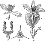 "Begonia Flowers. A, staminate flower; B, pistillate flower; C, twisted stigmas, enlarged; D, cross-section of ovary; o, ovary; s, sepals; p, petals." -Bergen, 1896