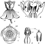 "Flower of Asclepias Cornuti. A, entire flower; B, vertical section; C, diagram; D, details of pollen-masses and glands. ca, calyx; c, corolla; hd, hood; hn, horn; a, anther; s, stigma; o, ovary; g, gland; p, pollen-mass." -Bergen, 1896