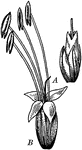 "Flowers of plantain (Plantago), enlarged. A, earlier stage, pistil mature, stamens not yet appearing outside the corolla. B, later stage, pistil withered, stamens mature." -Bergen, 1896