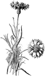 "Flower-cluster of bachelor's button (Centaurea Cyanus)." -Bergen, 1896