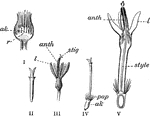 "Bachelor's Button. I, vertical section of the receptacle; II, style and forked stigma; III, corolla, united anthers and stigma; IV, pistil; pap, pappus; ak, akene; V, tubular flower cut vertically, showing anther-tube, traversed by the style; l, lobe of corolla." -Bergen, 1896