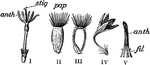 "Bachelor's Button. I, a tubular flower; anth, the united anthers; II, fruit; III, fruit, vertical section; IV, a neutral ray-flower; V, ring of anthers." -Bergen, 1896