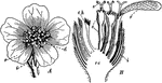"Flower-cluster of yarrow (Achillea Millefolium). A, head seen from above; B, longitudinal section; re, receptacle; ch, chaff; i, involucre; r, ray-flowers; d, disk-flowers; c, corolla; s, stigma." -Bergen, 1896