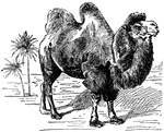 The two-humped Bactrian camel, Camelus bactrianus.