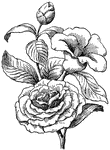 Camellia, a flowering plant of the Theaceae family.