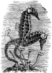 The Sea horse is a remarkable fish found near our South American coasts. It belongs to the singular order known as Lophobranch.