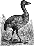 The solitaire is a wingless bird of the dodo family .