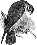 "The Falcon is a famous bird of prey. It is characterized by a bill curved from the base."