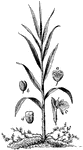 "Cardamom. a, cross section of fruit; b, fruit; c, flower; d, seeds." -Foster, 1921