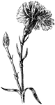 The carnation flower (Dianthus caryophyllus).