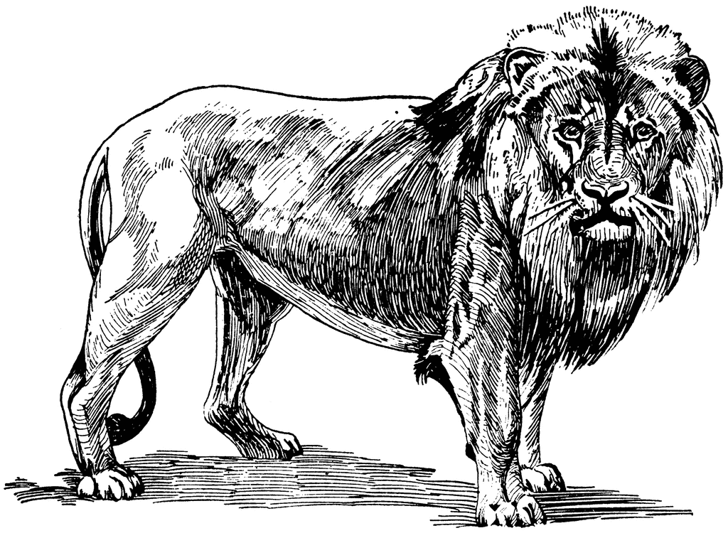 lion clip art black and white