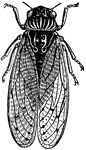 A large insect of the order Homptera.