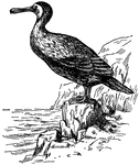 The double-crested cormorant, a diving water bird.