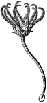 A sea lily or crinoidea.