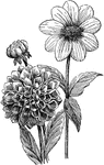 A variety of dahlias of the Composite family.