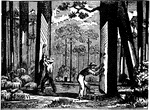 "The first step is to obtain the crude turpentine. It is a mixture of the essential oil known as spirits of turpentine and resin. A half-moon shaped box is cut in the trees, as near as possible to the surface of the ground." -Lupton This is shown in the illustration.