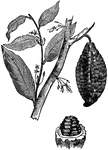 "The cocoa, or as it should be written,cacao, tree is an evergreen, and it said to bear some resemblance to a young cherry-tree; the leaves are large and simple, the flowers grow in clusters, the pods are not unlike cucumbers in form, and of a yellowish red color; they contain from twenty to thirty nuts." -Lupton