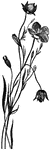 "The most common variety of the flax plant has a very slender erect stem, two or three feet high, branching only near the top, so as to form a loose corymb of flowers." -Lupton