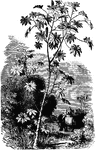 "The castor oil plant belongs to an order whose affinities have not yet been accurately limited by botanists; but it is supposed to comprise at least one thousand five hundred species." -Lupton