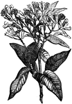 Cloves trees are native to Indonesia. Flower buds from the tree, once dried, are used as a spice in food world wide.