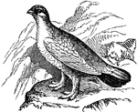 "A bird of the grouse family (Tetraonidae) distinguished from the true grouse by having the toes as well as the tarsi feathered. The willow-ptarmigan or willow-grouse occurs in great abundance in the arctic regions of America and in Norway, whence regions numbers are brought to the London market." -Marshall