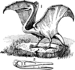 "A genus of extinct flying reptiles of the order Pterosauria, found in the Jura Limestone formation, in the Lias at Lyme-Regis, in the Oolite slate of Stonefield." -Marshall