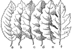 "Marginal forms of leaves: a- serrate, or saw-toothed. b- dentate, or toothed. c- crenate, or scalloped. d- repand, undulate, or wavy. e- sinuate. f- incised, cut or jagged." -Foster, 1921
