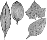 Two examples of leaf venation: left, parallel veining; right, netted veining.