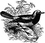 A bird belonging to the family Sylviadae, nearly allied to the nearest, but having a more slender form and a more slender bill. It is found in almost all parts of Britain as a summer bird of passage, and has a soft sweet song.