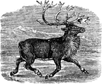 A species of deer found in the northern parts of Europe and Asia. It has branched, recurved, round antlers, the summits of which are palmated; the antlers of the male are much larger than those of the females.